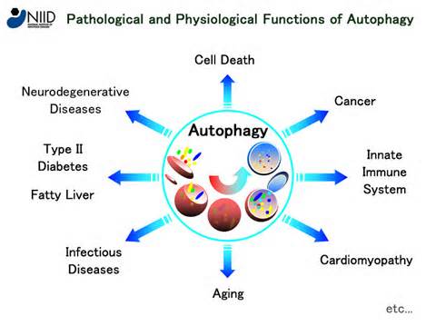 opredelitev autophagy