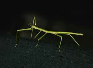 definícia baculum