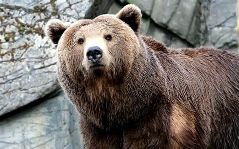 Definice bear