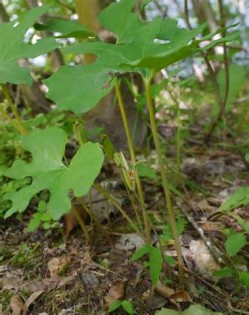 bloodroot 定義