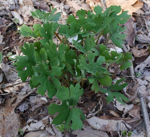 bloodroot 定義