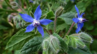 borage 定義