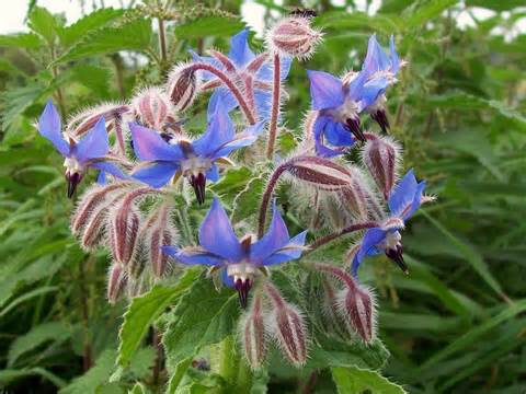 borage 定義