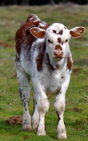 Definice calfs