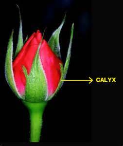 Definizione di calyx