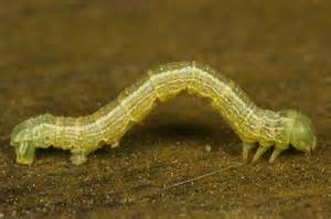 Определяне на cankerworm