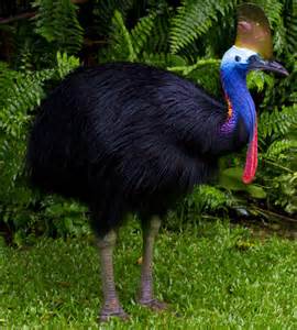 Definició de cassowaries