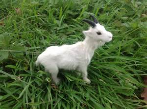 Definitions of chevre