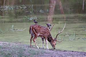 Definitions of chital