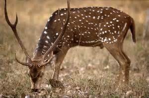 Definitions of chital