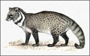 Definice civet