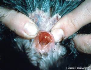 definisyon nan cloaca