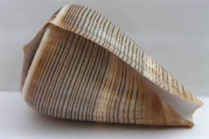 diffiniad o conus