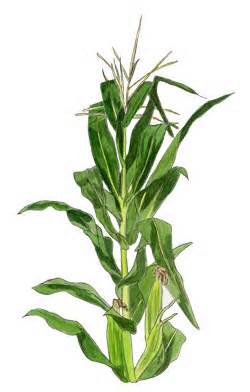 Definisi cornstalk