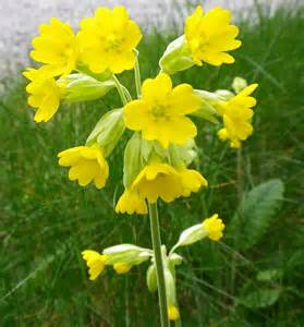 Definizione di cowslip