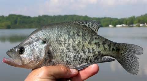 crappies 定義