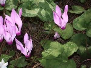 definisyon nan cyclamens