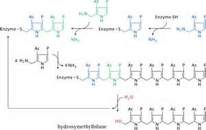 Definice cyclizes