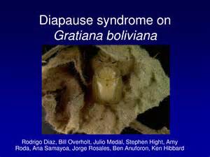 Definice diapause