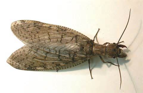 dobsonfly 의 정의