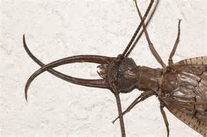 dobsonfly 의 정의