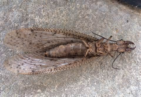dobsonfly 의 정의
