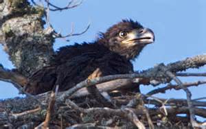 định nghĩa của eaglets