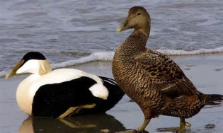 Definizione di eider