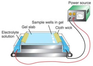 definizzjoni ta electrophoresis