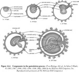 định nghĩa của embryonic