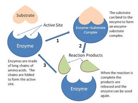 definisyon nan enzymes