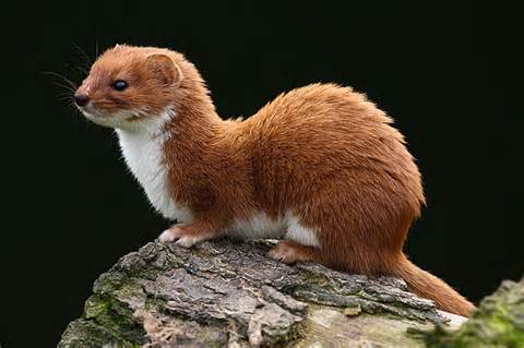 Definisi ermines