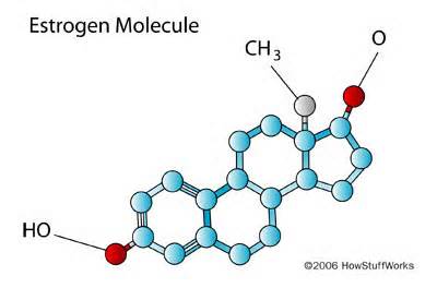 definisyon nan estrogen