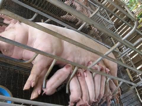 diffiniad o farrowing