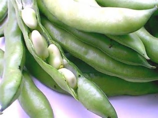 Definice fava