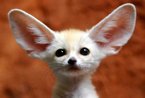 fennec 定義