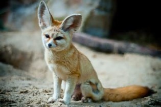 fennec 定義