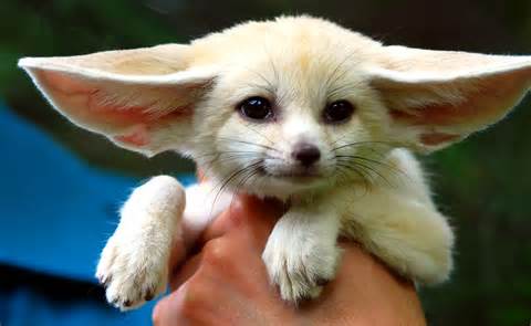 fennec 定義