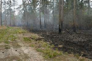Definitions of firebreaks