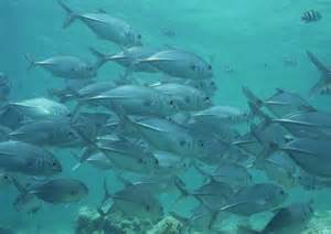 Definice fishery