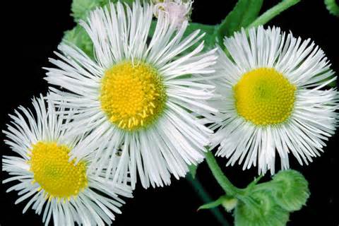 Definició de fleabane
