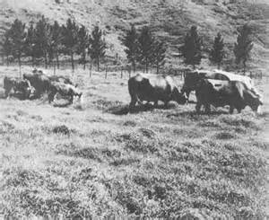 Meghatározása foggage