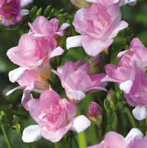 Definice freesia