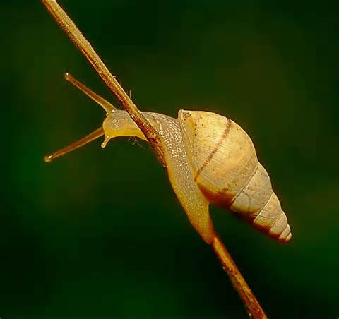 definisyon nan gastropod