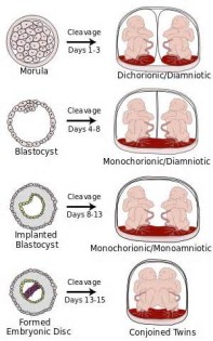 Definice gestations