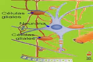 definizzjoni ta glia