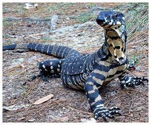 definisyon nan goanna