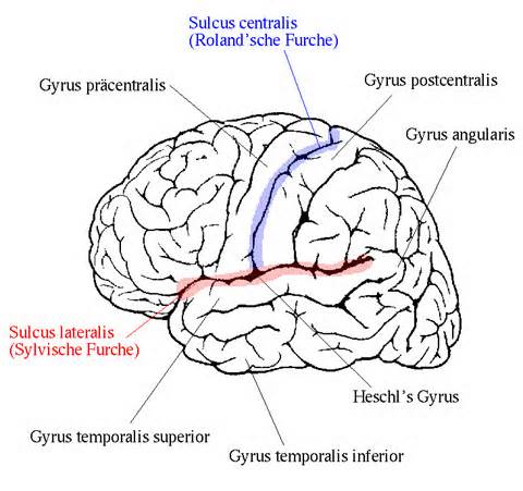 definisyon nan gyri