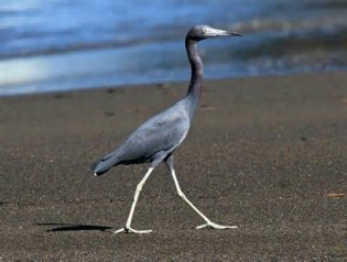 opredelitev heron