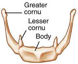 definisyon nan hyoid